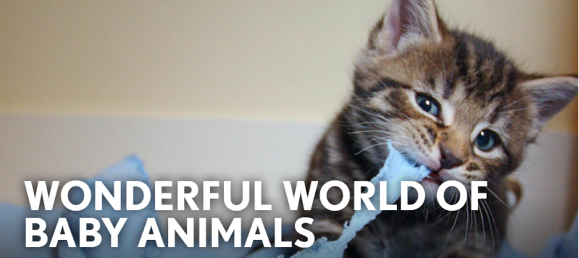 KET单词怎么背？看BBC萌宠纪录片，轻松学KET单词 | The Wonderful World of Baby Animals